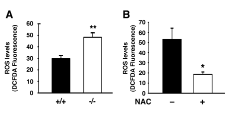 Atg7 deficient cells exhibit increased levels of ROS