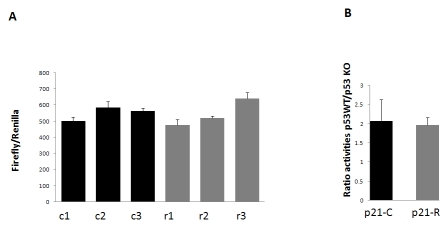  Activities of the p21 promoter-luciferase constructs with the common (p21C-luc; black bars) or rare (p21R-luc; grey bars) allele SNP cluster in the -4547/-3489 bp region. (A) Three independent plasmid preparations of each of p21C-luc or p21R-Luc (R) were transfected into HCT116 wild type (WT) cells. Cells were harvested 48 h after transfection, and firefly luciferase activity was measured and normalized to Renilla luciferase expressed from a co-transfected construct. The bars show mean and standard deviation for triplicate transfections. (B) p21C-luc and p21R-luc plasmids were transfected in parallel into HCT116 WT and p53-/- cell lines, in triplicates as in A. The bars show mean and standard deviation of the ratio of normalized luciferase activities achieved with the same plasmid in the WT relative to p53-/- cells. 