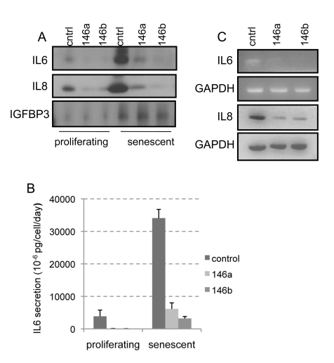 Overexpression of miR-146a/b suppresses basal and senescence-associated secretion of IL-6 and IL-8 in HCA2 cells