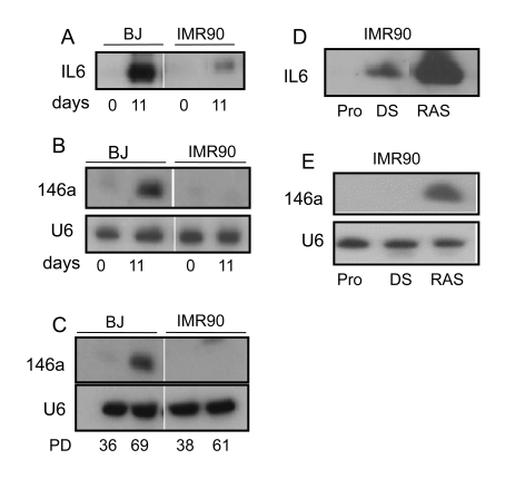 miR-146a/b increase in senescent fibroblasts that secrete high levels of inflammatory cytokines