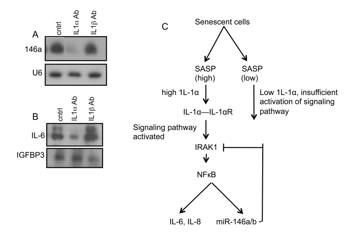 IL-1α upregulates miR-146a in senescent cells