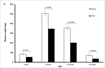 Age-related changes in the thymus of Wistar and OXYS rats