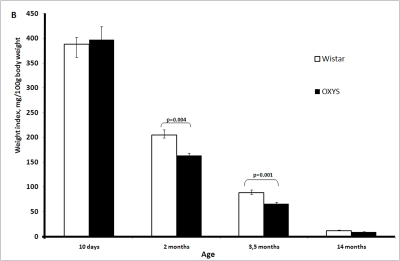 Age-related changes in the thymus of Wistar and OXYS rats