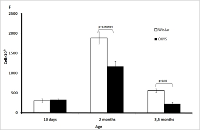 Age-related changes in the thymus of Wistar and OXYS rats