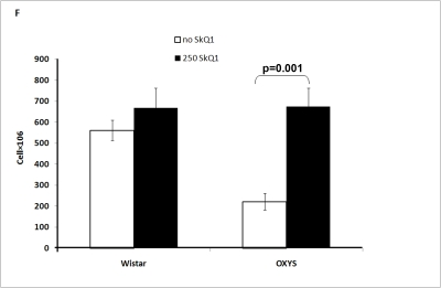 Effect of SkQ1 on thymic involution in Wistar and OXYS rats