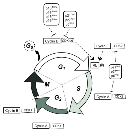 Schematic representation of the eukaryotic cell cycle
