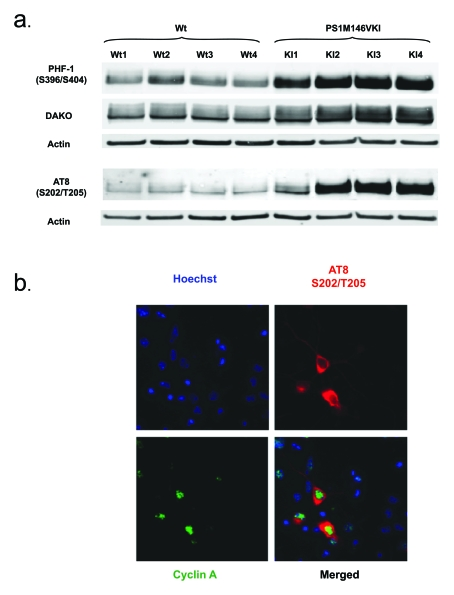  (a) Tau accumulates and is hyperphosphorylated at S202/T205 and S396/S404 in primary neurons from PS1 M146V mice compared to wild-type controls. Shown is a Western blot analysis of Triton X-100 soluble lysates. Antibodies used were AT8 (phosphorylated S202/T205), PHF-1 (phosphorylated S396/S404) and DAKO (total tau); (b) Tau phosphorylation at S202/T205 is detectable exclusively in neurons expressing cyclin A, highlighting the importance of tau phosphorylation dynamics in the neuronal cell cycle. 