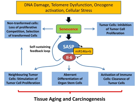 
                                                            Different cellular stresses can induce senescence including telomere
                                                            shortening, DNA damage, and oncogene activation. Senescence of tumor cells
                                                            represents a cell intrinsic tumor suppressor mechanism. In contrast
                                                            senescence of non-transformed cells in aging organs may lead to loss of
                                                            proliferative competition and selection of malignant clones. The senescence
                                                            associated secretory phenotype (SASP) could have different effects on aging
                                                            and cancer: (i) it could contribute to the induction and maintenance of senescence
                                                            via a feedback loop, (ii) it could activate immune response leading to
                                                            improved clearance of senescent tumor cells, (iii) it could stimulate
                                                            proliferation of neighbouring tumor cells, (iv) it could impair the
                                                            function of non-transformed tissue stem cells.
                                        