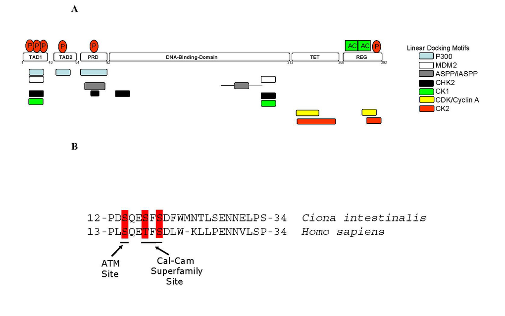 Linear Peptide Docking Sites in p53