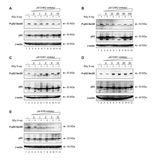 Activation of p53 by ionising radiation: effects of ATM-CHK pathway inhibitors on p53 phosphorylation