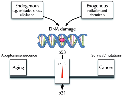  SNP variants in the p21 gene may attenuate the pro-aging activities of
                                                        p53 without increasing genome instability and cancer.
                                        