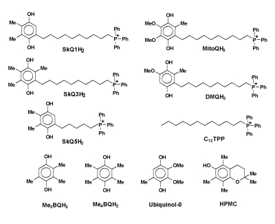  The structure of the mitochondria-targeted hydroquinones and other phenolics studied in this work. 