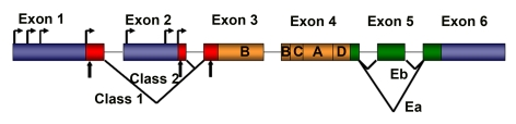 Schematic representation of rodent IGF-1 gene