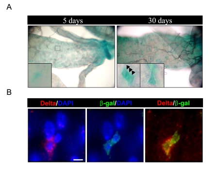 Increased expression of D-p38b in ISCs and EBs within aged gut