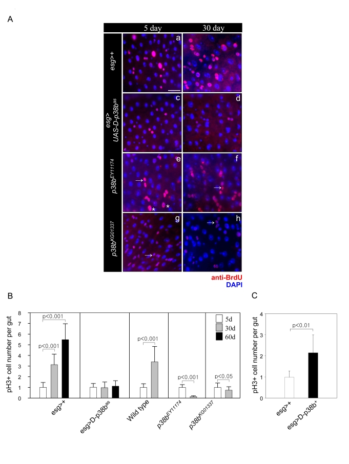 Effect of D-p38b MAPK signaling on DNA synthesis of intestinal cells and ISC division