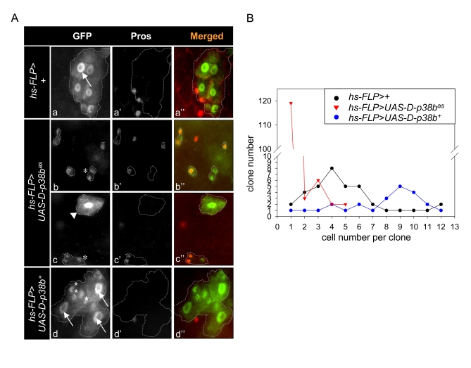 Effect of D-p38b activity on colony size in heat-shock FLP-catalysed site-specific recombination