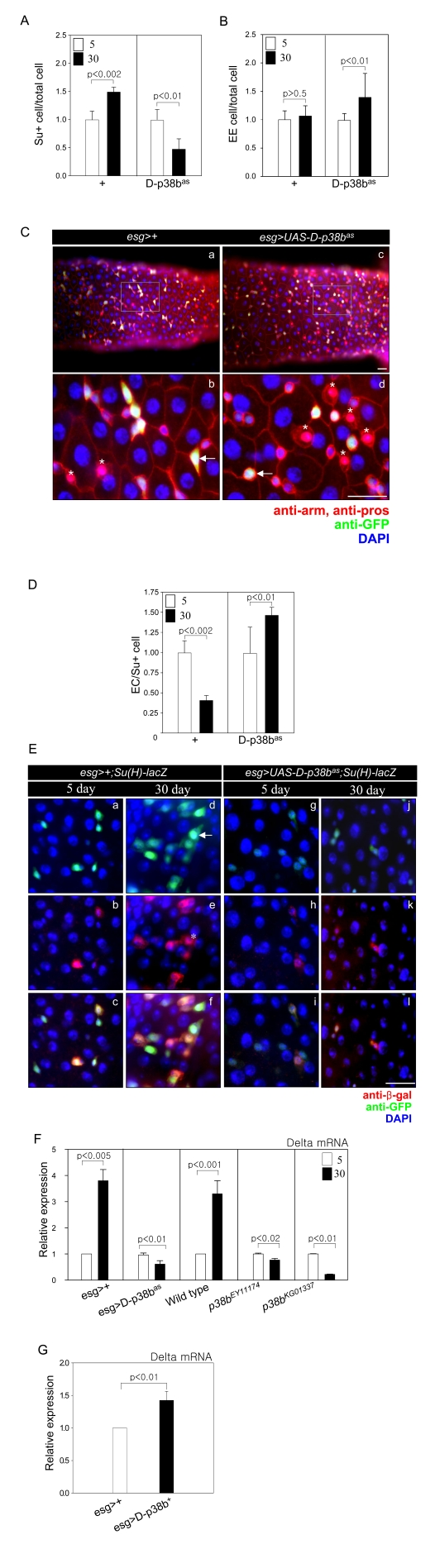 D-p38b MAPK plays a role in age-related defects in the differentiation of ISCs and progenitor cells