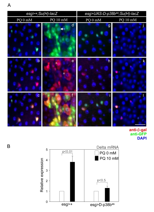 D-p38b MAPK plays a role in oxidative stress-induced aberrant Delta/ Notch signaling within the adult midgut