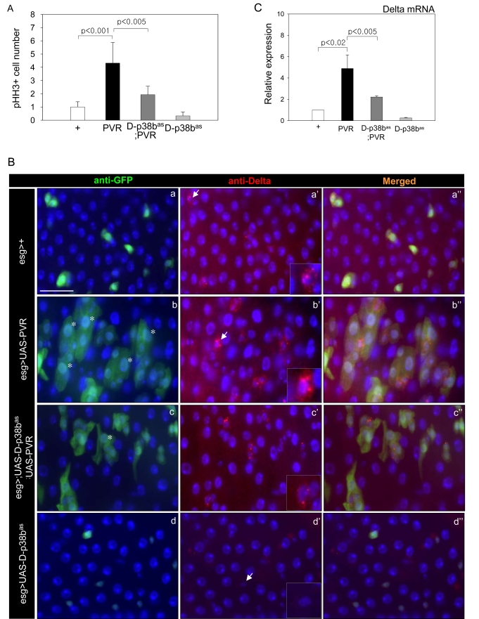 Effects of p38b MAPK knockdown in ISCs and EBs on PVR-induced phenotypes