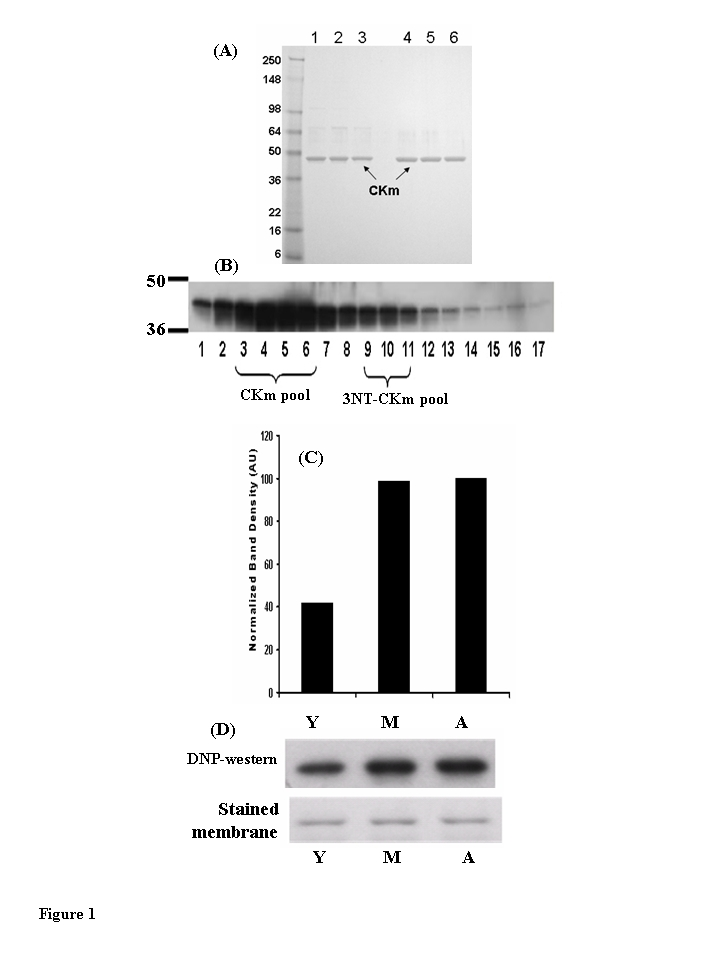 Muscleeeeee creatine kinase (CKm) purified from young (3-6 months), middle aged (12-14 months) and aged (20-24 months) mouse quadriceps