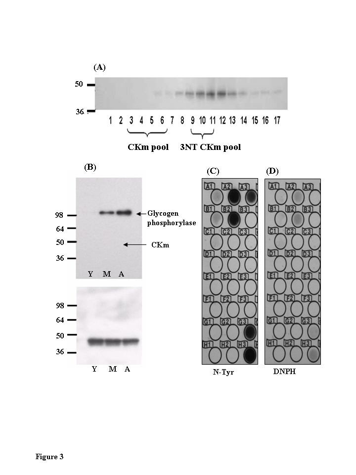 Chromatographic elution properties of 3-nitrotyrosine modified muscle creatine kinase are altered