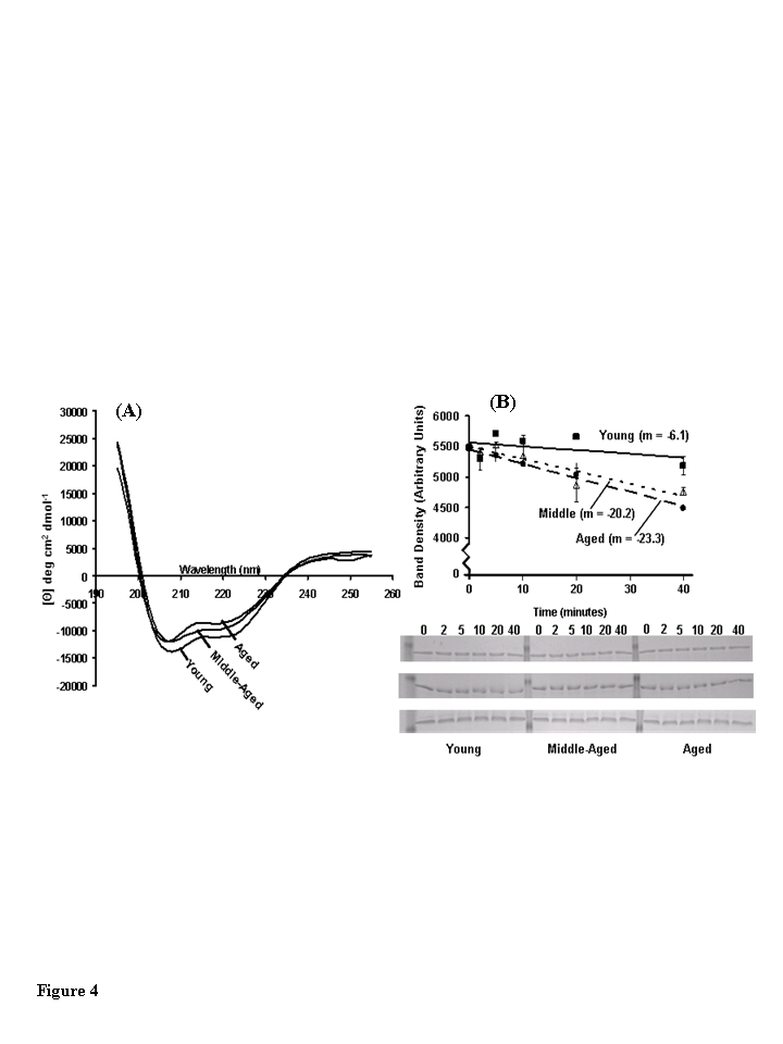 Structural analysis of muscle creatine kinase (CKm) purified from differently aged mouse quadriceps