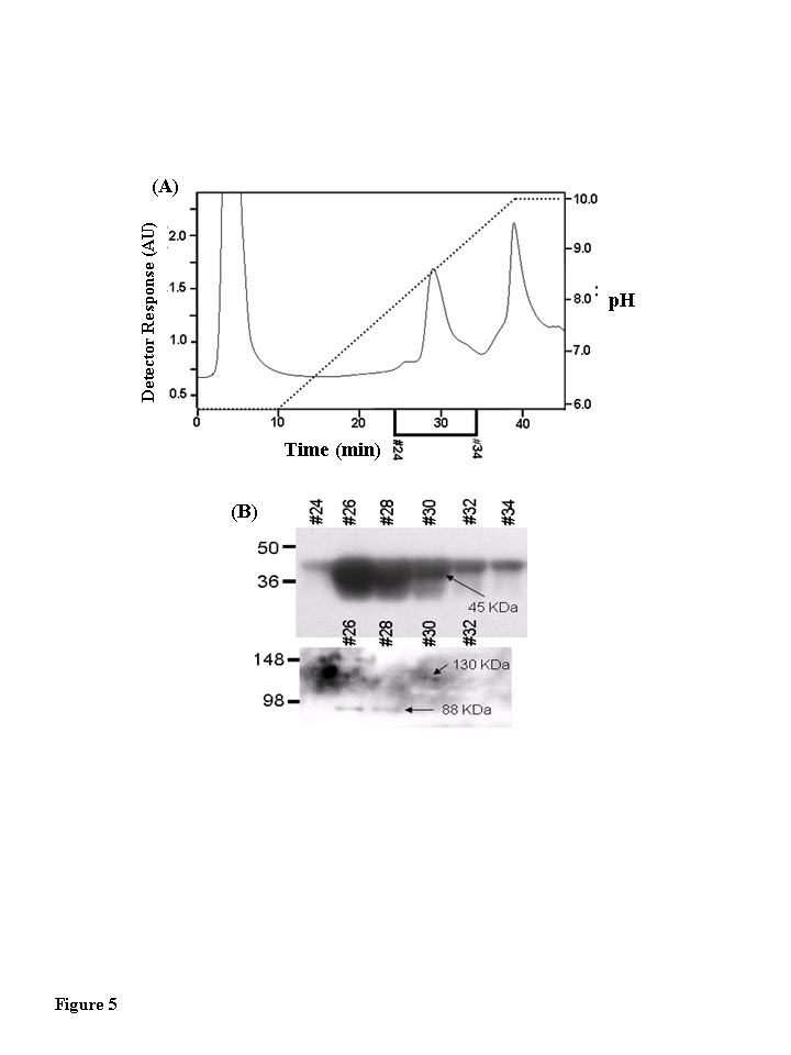 Muscle creatine kinase exists as 130 kDa and 88 kDa species in vivo