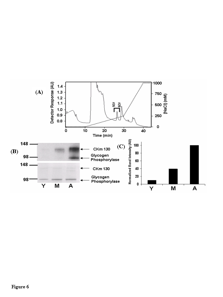 The 130 kDa CKm species is 3-nitrotyrosine modified in an age-dependent fashion