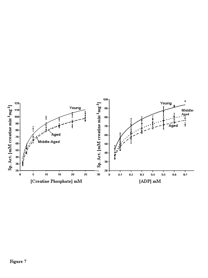 Steady state kinetic analysis of creatine phosphate