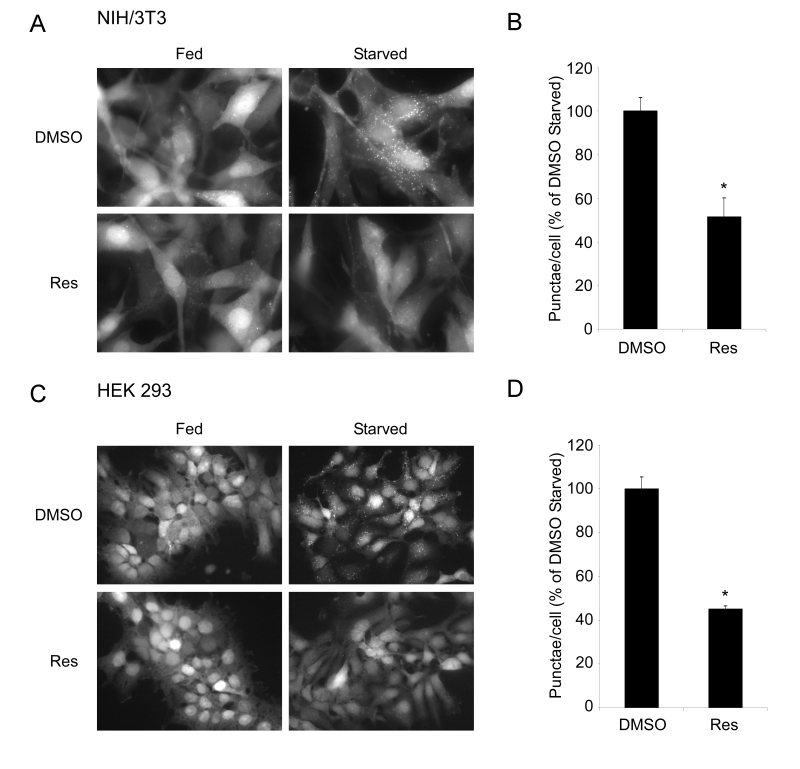 Resveratrol inhibits autophagy in mammalian cells