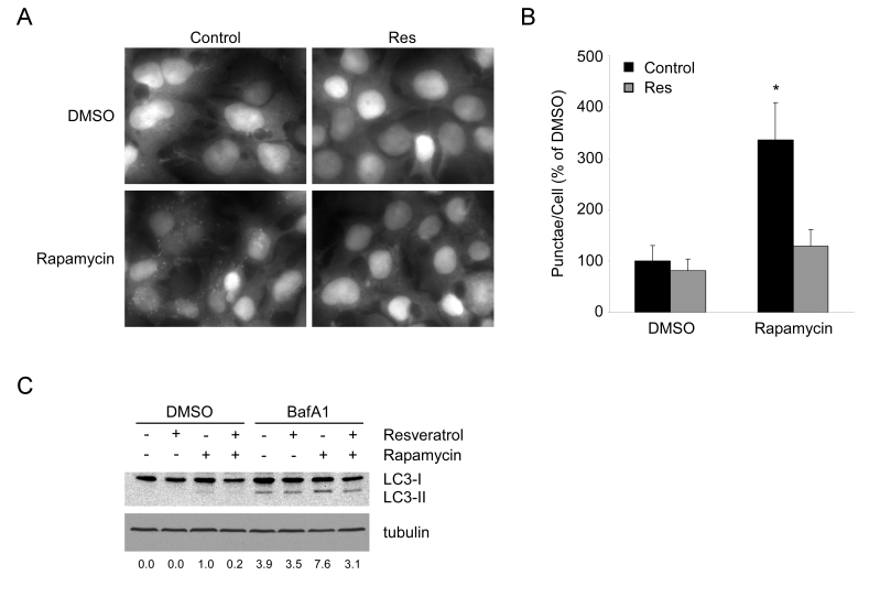 Resveratrol suppresses autophagy under TOR inhibition