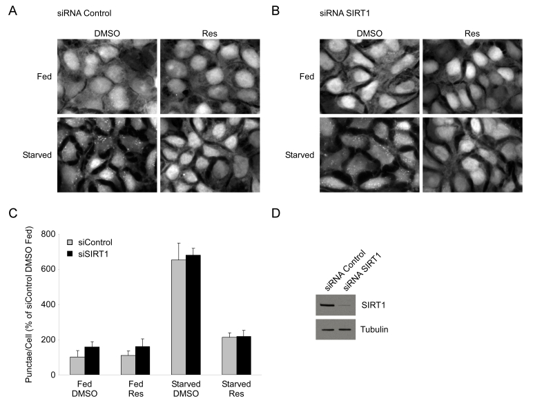 Resveratrol suppresses autophagy independently of SIRT1