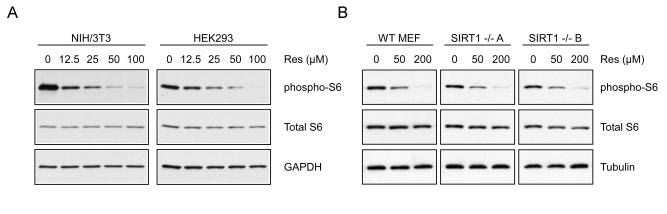 Resveratrol inhibits S6K1 in intact cells