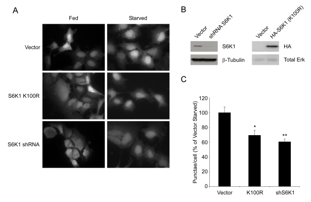 S6K1 is required for autophagy in mammalian cells