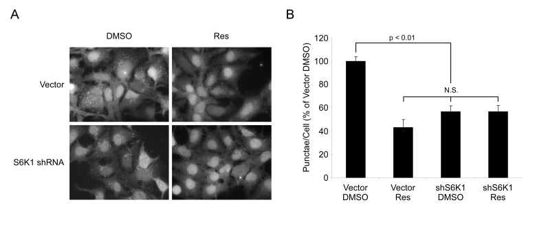 Resveratrol does not affect autophagy in the absence of S6K1