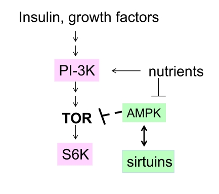 The nutrient-sensing pathway as a target of resveratrol