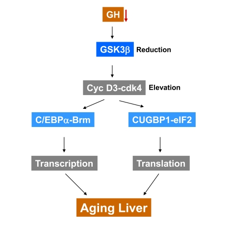 A hypothesis for the role of reduction of GSK3β in development of aging phenotype in the liver