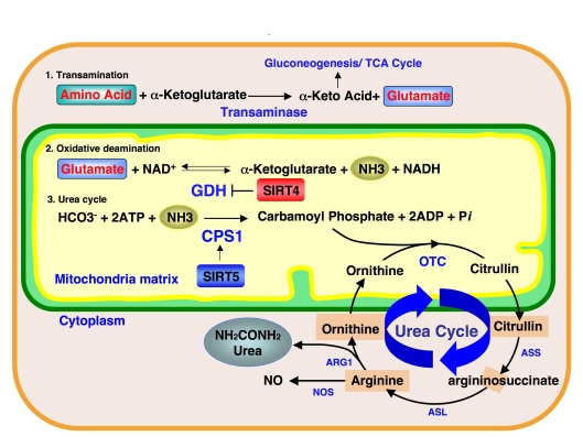 Ammonia detoxification pathway and mitochondrial sirtuins