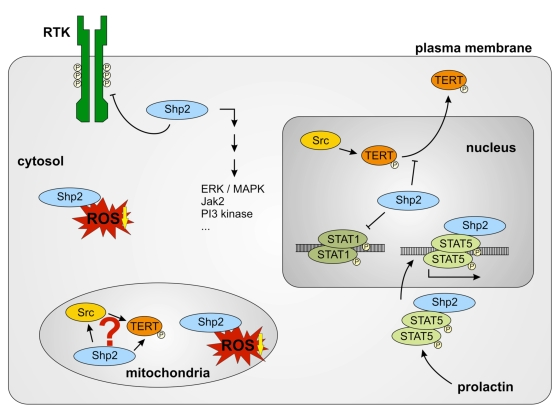  Different functions of Shp-2 in different cell compartments. Cytosolic Shp-2 modulates different pathways by dephosphorylation of receptor tyrosine kinases (RTK). It also decreases cytosolic ROS levels. Nuclear Shp-2 inhibits ROS induced nuclear export of TERT and DNA-binding of STAT1 dimers by dephosphorylation. Prolactin induces the association of Shp-2 and STAT5 and nuclear import of this complex. Shp-2/STAT5 complex binds to DNA and induces transcription of milk genes. Functions of mitochondrial Shp-2 remain unclear. A connection between mitochondrial Src, Shp-2 and TERT may exist. Reduction of mitochondrial ROS formation seems to depend on Shp-2. 