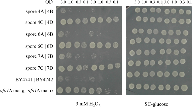 Segregation of the mutant phenotypes of afo1Δ in meiotic tetrads after outcrossing and influence of the genes adjacent to AFO1. 10μl aliquots of the cultured strains were spotted on SC-glucose and on SC-glucose + oxidants, as indicated in the figure. Cultures were grown to OD600 = 3.0 and diluted as indicated. Three out of ten tetrads tested are shown together with two wild type and two afo1 deletion strains. 