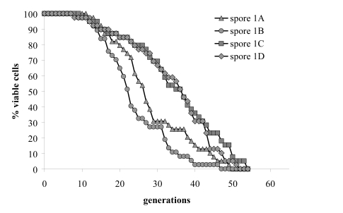 Replicative lifespans of the four haploid segregants of one meiotic tetrad were determined. 