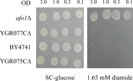 Deletion strains corresponding to the two genes adjacent to AFO1 are shown. These deletions have no influence on the resistance to oxidants. 