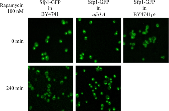 Influence of rapamycin on subcellular localization of the transcription factor, Sfp1p. Strains were grown in liquid SC+2% glucose at 28°C until early logarithmic phase and rapamycin was added to a final concentration of 100 nM. This concentration is growth inhibitory for the wild type strain [6]. Confocal images were taken at time zero (before addition of rapamycin) and at 4 h. The chromosomally integrated SFP1-GFP-HIS3 construct [37] was present in the wild type strain BY4741, was PCR cloned, sequenced and chromosomally integrated at the SFP1 locus in strains afo1Δ and BY4741 ρ°, respectively. 