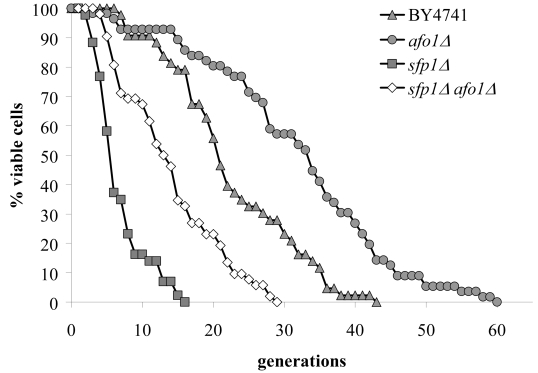 The double mutant strain, sfp1Δ, afo1Δ was constructed as described in the Materials and Methods section, tested for lifespan, and compared with both single mutant strains and the wild type. The sfp1? strain grows very slowly although it is respiratory-competent, is highly resistant to t-BHP and is very short-lived. The short lifespan of sfp1Δ is partially rescued by afo1Δ. 