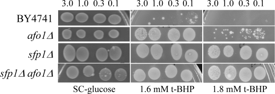 The same strains as in A were tested for resistance against oxidative stress induced by 1.6 mM and 1.8 mM t-BHP. The strong resistance of the sfp1Δ mutant strain is not rescued by the afo1 mutation. 