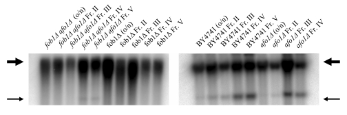 Old and young cells of the same strains as in A were isolated by elutriation centrifugation and ERCs were analyzed by gel electrophoresis and Southern blotting with an rDNA-specific probe as described in [19]. Thick arrow: chromosomal rDNA repeats; Thin arrow: ERCs (minicircles). Taken together, the results presented in this figure indicate that longevity in the afo1Δ strain is not influenced by the fob1-deletion or the presence of ERCs. 