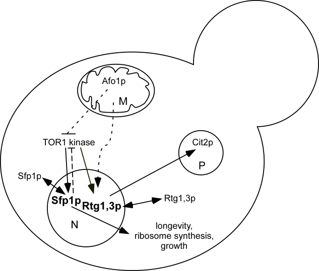  Schematic diagram of genetic interactions involving AFO1 based on the results presented in this paper. Dashed arrows: genetic interactions for which a molecular mechanism has not been determined. Both Sfp1p and Rtg1,3p shuttle to the cytoplasm when Tor1p is inhibited by rapamycin. They are indicated in bold in the nucleus, where they are active. An activating influence of the TOR1 kinase complex on the transcription factor Rtg1/Rtg3 has been postulated by Dann [5]. Feedback inhibition of Tor1p by nuclear Sfp1p is indicated. The RAS/cAMP and SCH9 components are omitted for clarity. Their interaction with the TOR pathway is complex. M, mitochondrion; N, nucleus; P, peroxisome. 