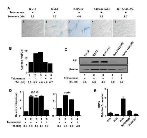 Replicative senescence and DNA damage signaling independent up-regulation of ISG15 expression in cells with short telomeres