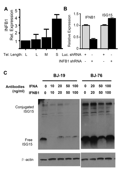 The up-regulation of ISG1 5 expression in cells with short telomeres does not depend on interferon beta1 (INFB1)