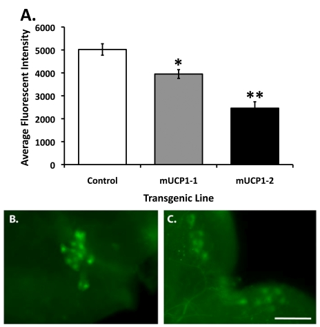 Constitutive UCP expression in adult IPCs results in decreased steady state intracellular Ca 2+ levels